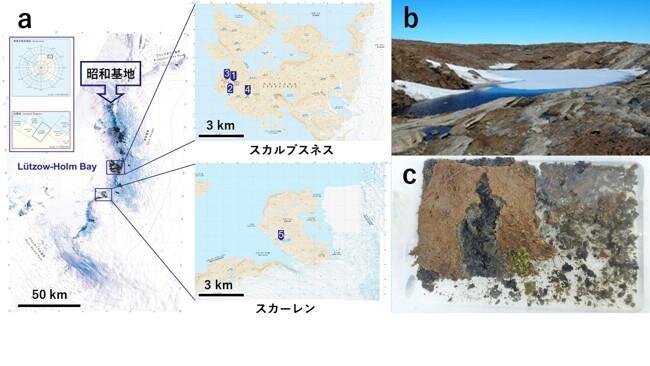 東南極、昭和基地周辺の湖の底に見られる微生物マットにおける光合成生物多様性の分析